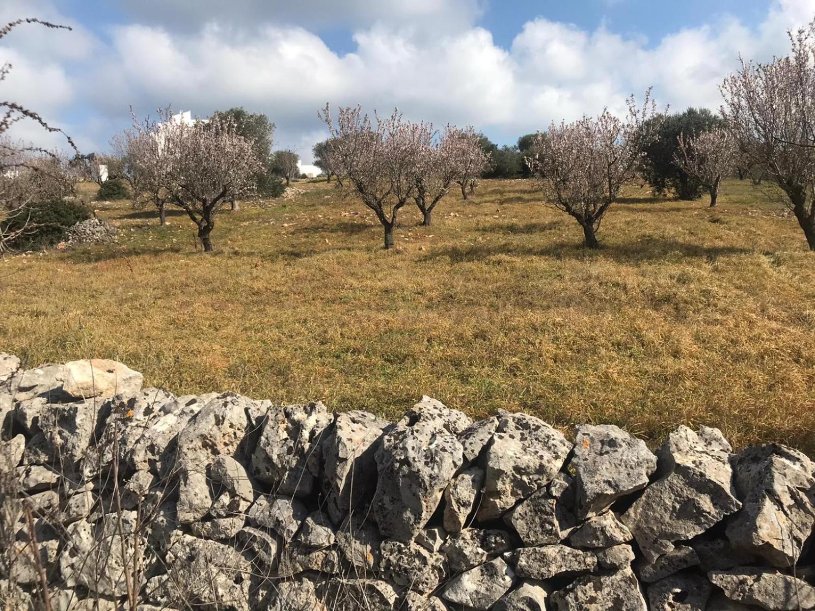 Piccolo Trullo Ostunese Le Jardin de Sophie' Ostuni Extérieur photo