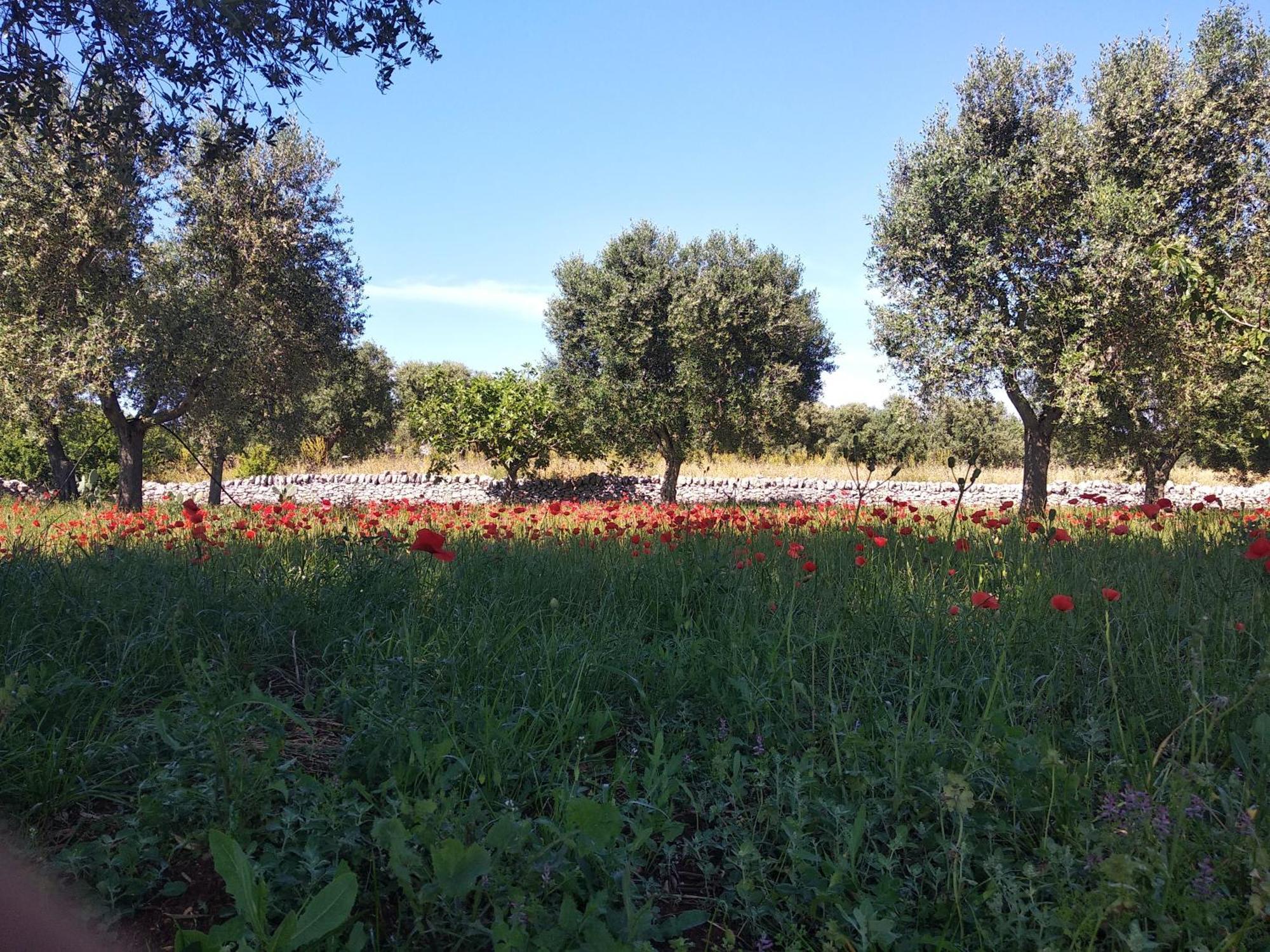 Piccolo Trullo Ostunese Le Jardin de Sophie' Ostuni Extérieur photo